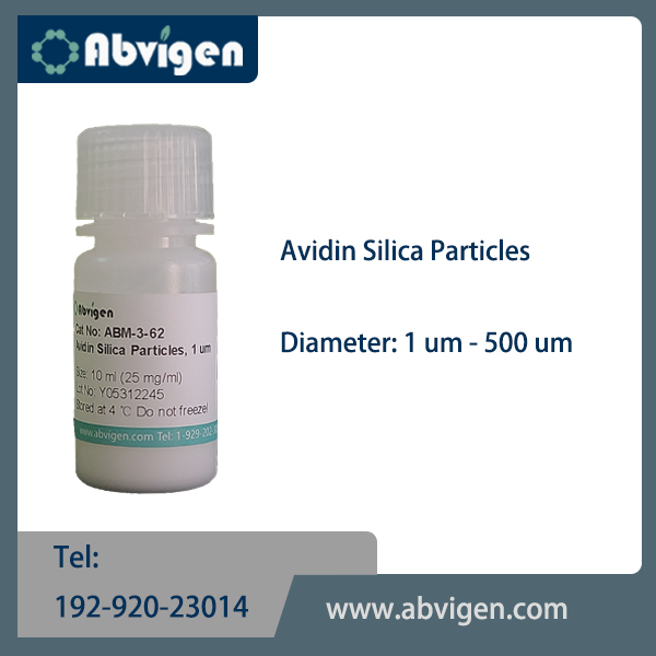 Avidin Silica Particles.jpg