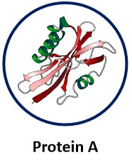 Protein A.jpg