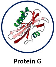 Protein G.jpg