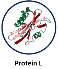 Protein L.jpg