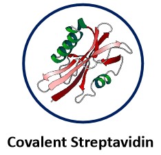 Covalent Streptavidin.jpg