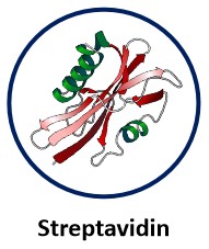 Streptavidin.jpg
