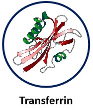 Transferrin.jpg