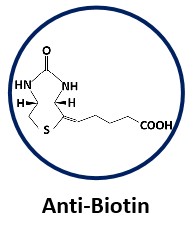 Anti-Biotin.jpg