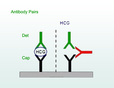 Antibody Pairs.jpg