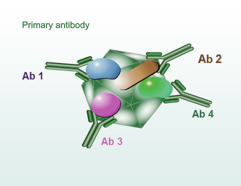 Primary Antibodies.jpg