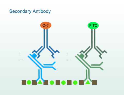 Secondary Antibodies.jpg