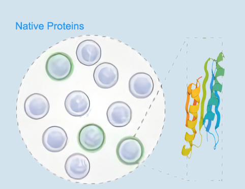 Native Proteins.jpg