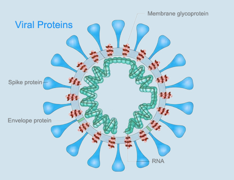 Viral Proteins.jpg