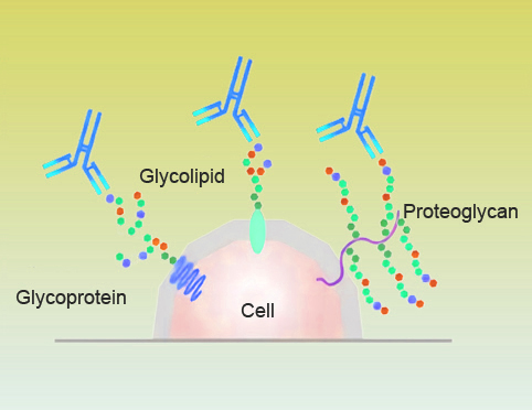 Polyclonal Antibody1.jpg