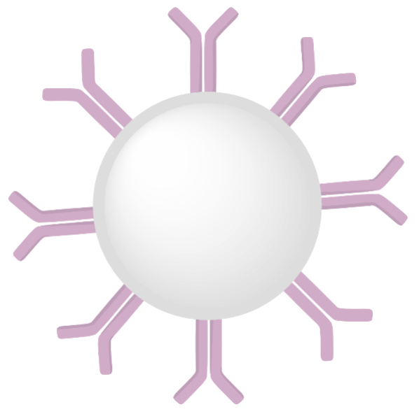 Polystyrene Particles Conjugates.png