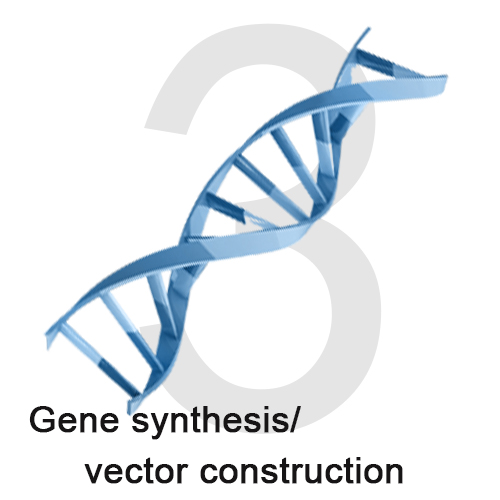 3 gene synthesisvector construction.jpg