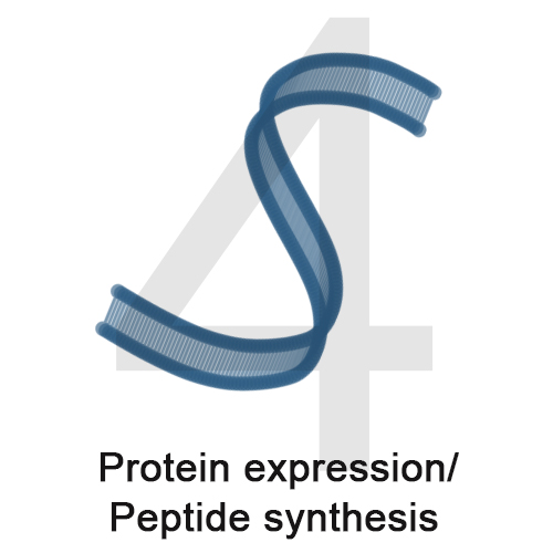 4 Protein expression Peptide Synthesis.jpg