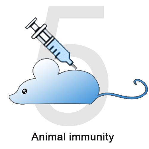 5 Animal immunity.jpg