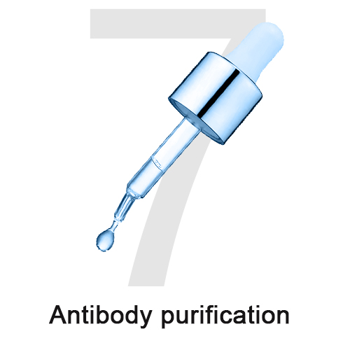 7 antibody purification.jpg