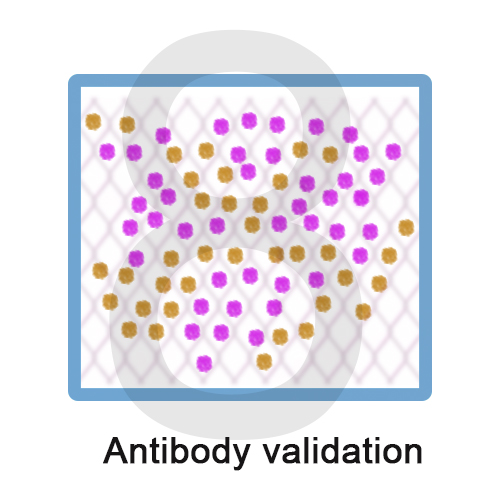 8 Antibody validation.jpg