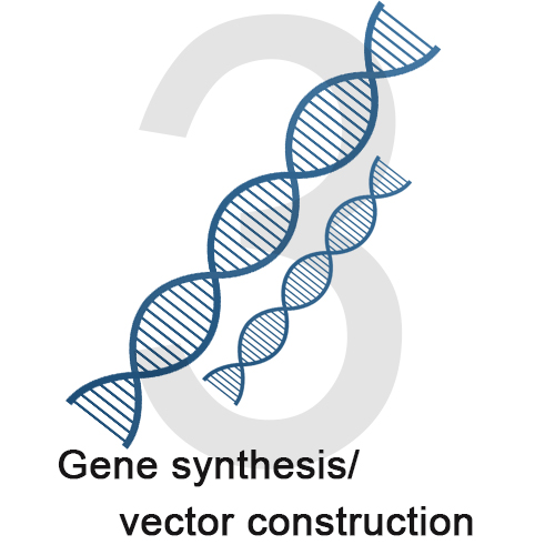 3 gene synthesis vector construction.jpg