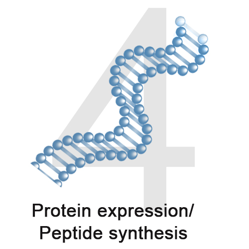 4 Protein expression  Peptide Synthesis.jpg