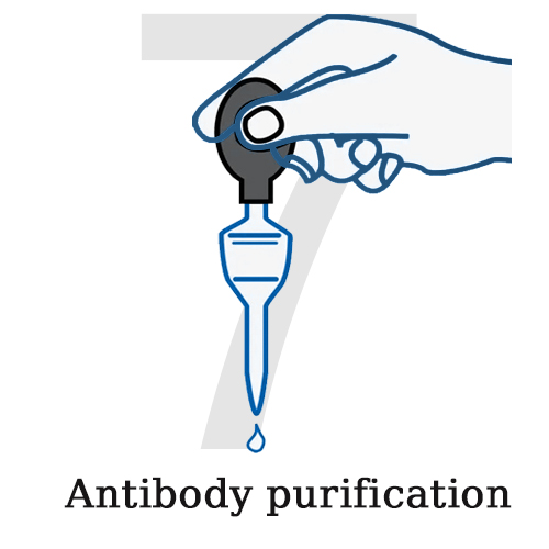 7 antibody purification.jpg