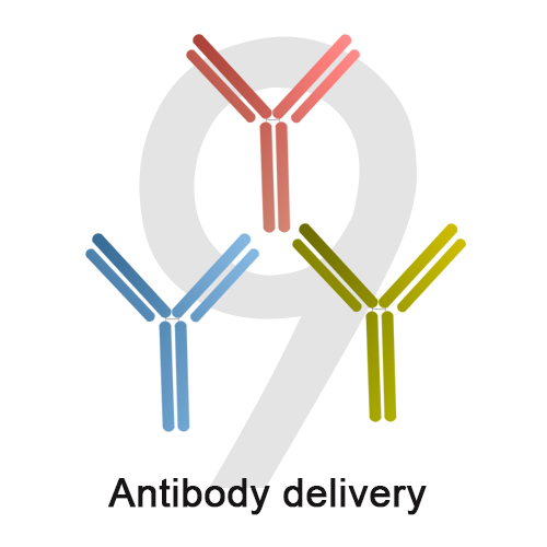 9 Antibody delivery.jpg