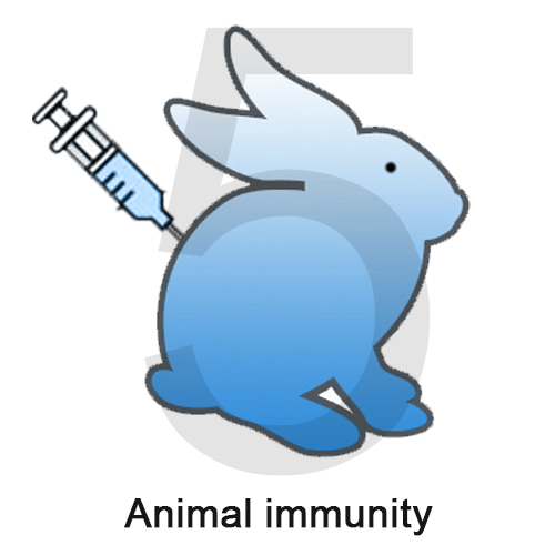 5 Animal immunity.jpg