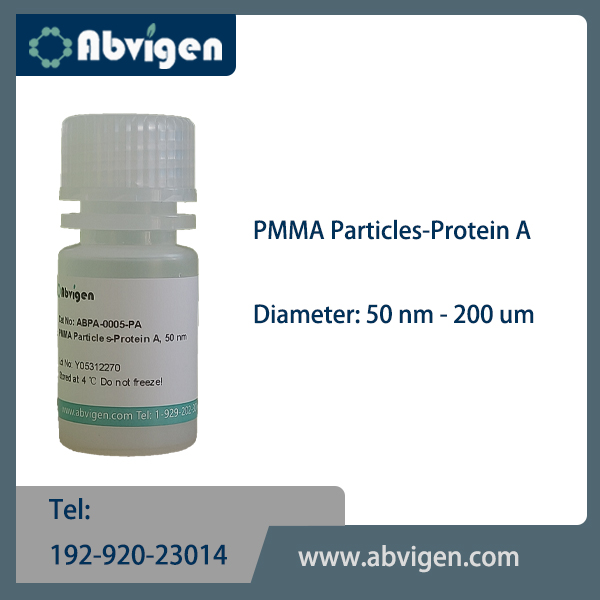 PMMA Particles-Protein A.jpg
