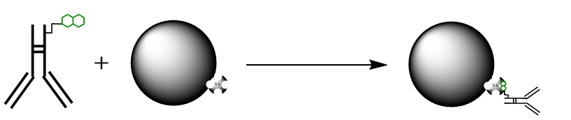 Custom Magnetic Particles Conjugation1.png