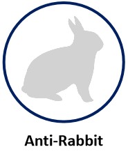 Anti-Rabbit.jpg