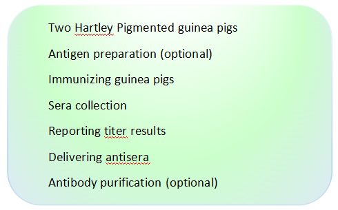 Guinea Pig Polyclonal Antibody Production.png