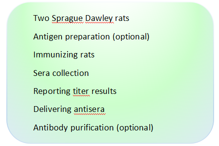 Rat Polyclonal Antibody Production.png