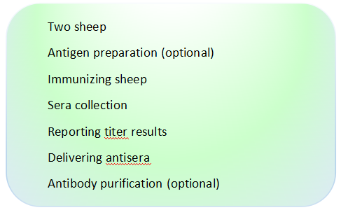Sheep polyclonal antibody preparation.png